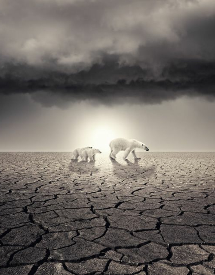 trauriges-bild-die-folgen-der-globalen-erwärmung-zwei-eisbären-in-wüste
