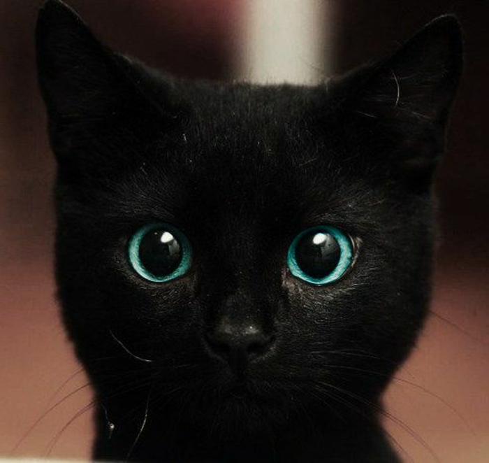 Schwarze Katze Mit Blauen Augen Welche Katzenrassen Gibt Es