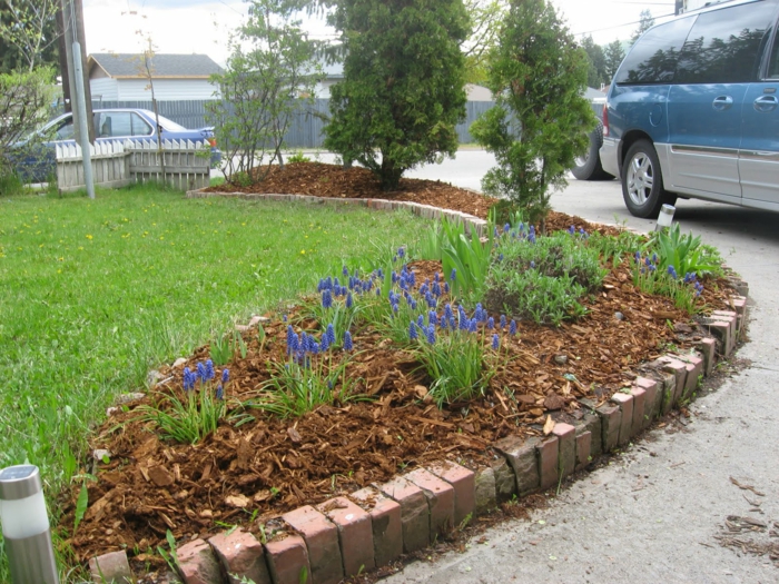 Vorgarten Ideen im Frühling blaue Blumen pflanzen das Gras nicht rasen