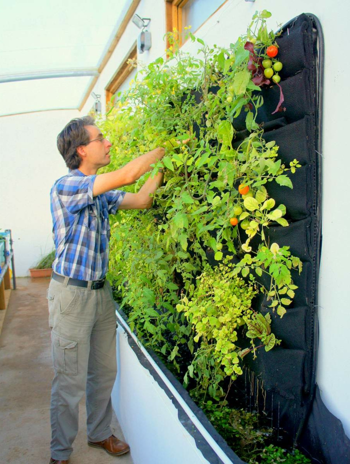 wie nützlich vertikal Pflanzen - Tomaten und Paprikas 