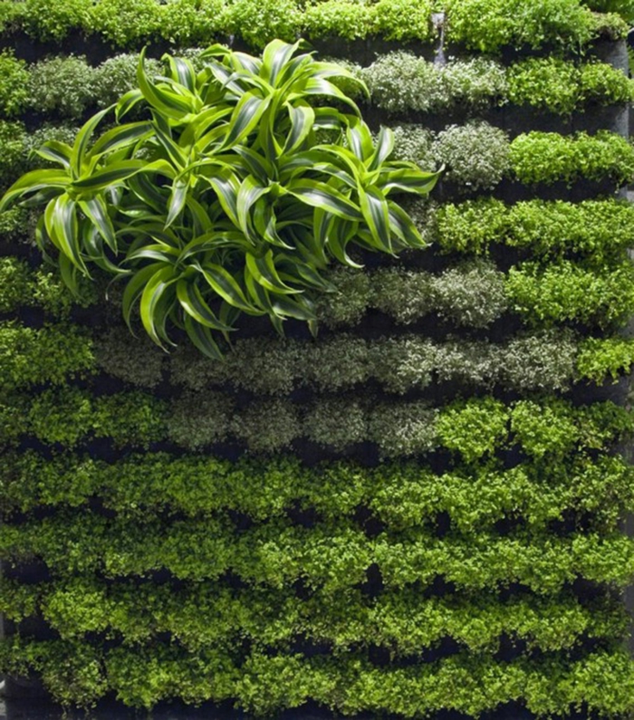 einen Akzent von dekorativen Pflanzen - Pflanzenwand selber bauen
