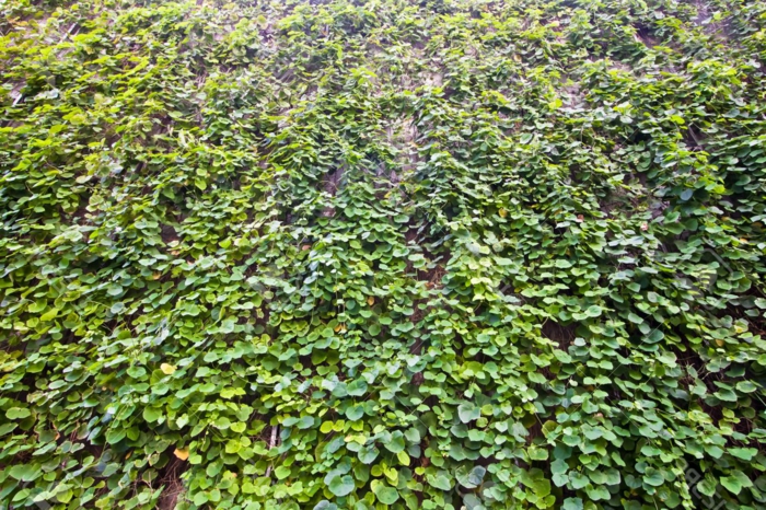 vertikal Garten - eine Mauer voller grüne Blätter die hängen an Drahten in geometrischer Formen