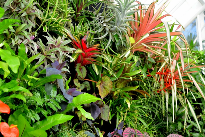 vertikal Garten mit rote und blaue exotische Pflanzen mit Vielfalt an Blätter