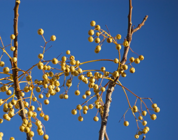 natürliche Haarwuchsmittel mit kleinen gelben Früchten von Zedrachbaum, dunkelblauer Himmel