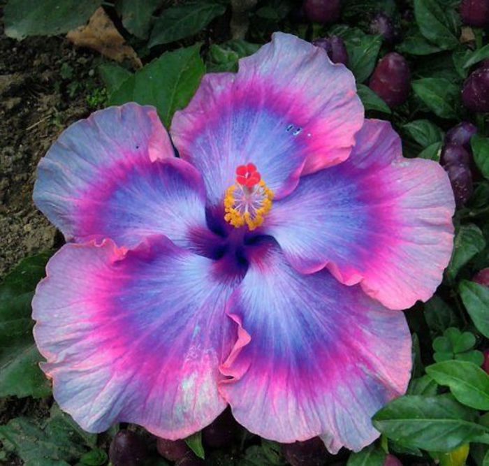 Haarwuchsmittel aus der Natur, Hibiskus, Hibiskuspflanze, Hibiskusblüte in violetter Farbe, grüne Blätter