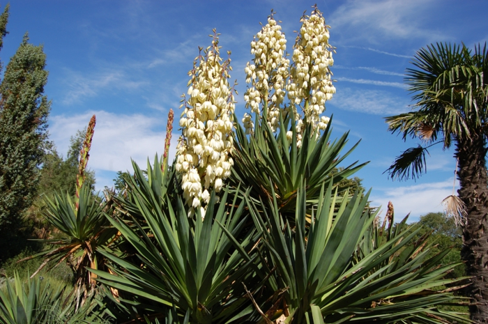 Glatze, Yucca, Yuccapflanze, Palmlilien mit weißen Blüten, Bäume, blauer Himmel mit weißen Wolken