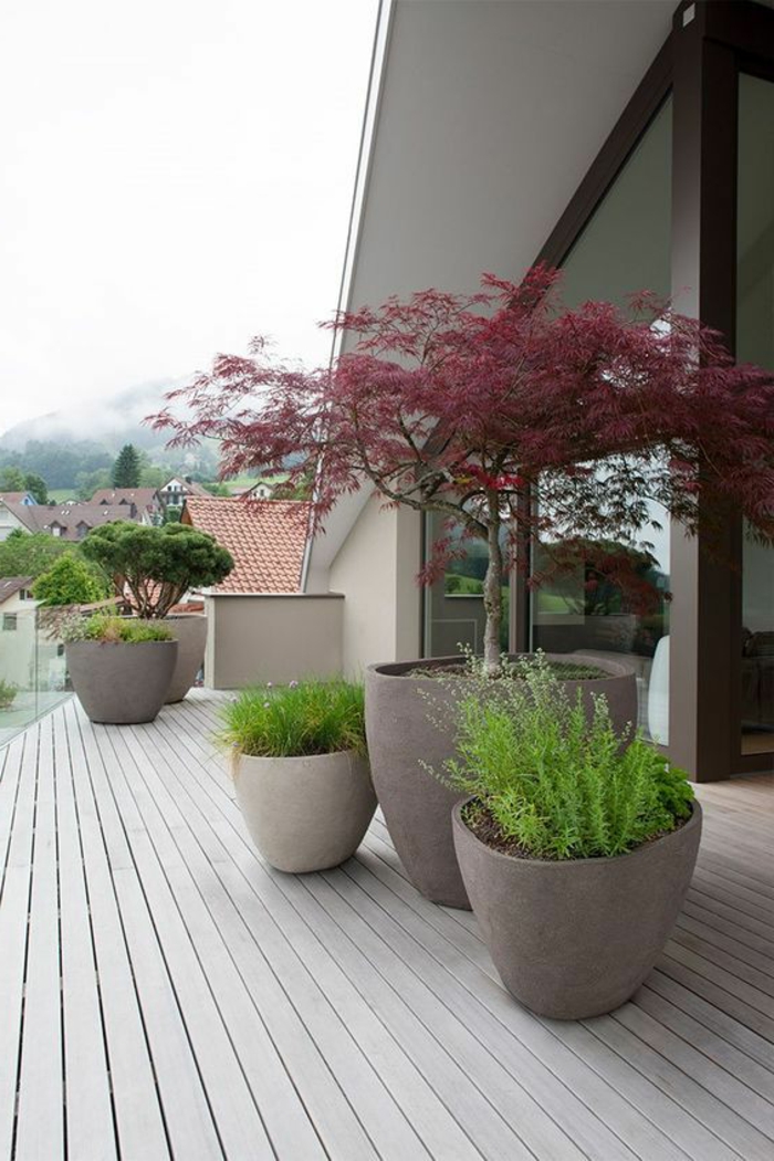 moderner Vorgarten mit Blumentöpfe mit Bonsai Bäume und grüne Pflanzen
