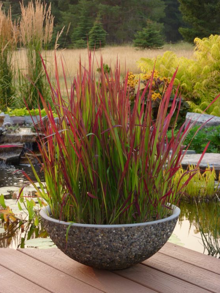 ein runder Topf voller rote Pflanzen neben ein Teich - Gartengestaltung modern