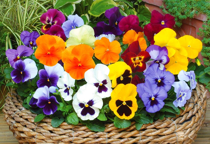 Ratan-Korb als Blumentopf, Veilchen in ganz verschiedenen Farben, den Balkon bepflanzen und dekorieren