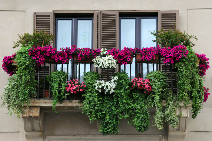 den Balkon wunderschön bepflanzen, grüne Pflanzen und violette Petunien