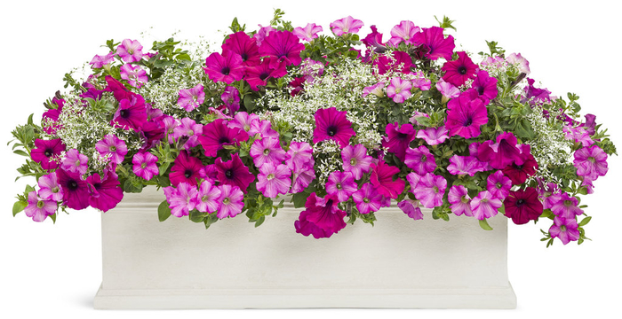 großer Blumentopf mit rosa und violetten Petunien, den Balkon bepflanzen