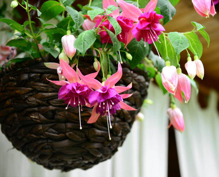 Rattankorb mit Fuchsie, Blüten in verschiedenen Nuancen, Ideen für Balkon- und Gartenbepflanzung