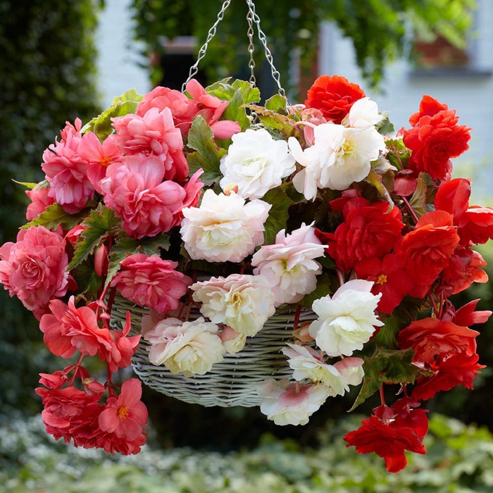 Ratan-Korb mit Begonien in drei Farben, frische Ideen für Ihren Balkon oder Garten