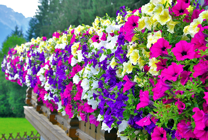 prachtvolle Terrasse mit vielen Blumen, violette, weiße, gelbe und lila Petunien