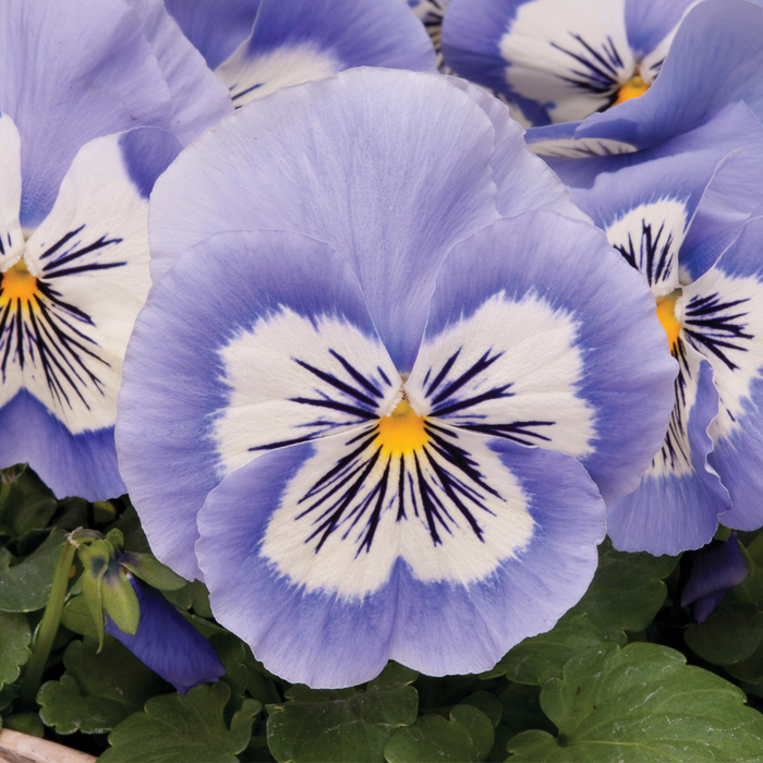 prachtvolle blaue Veilchen, große Blüten, Balkonpflanzen richtig auswählen