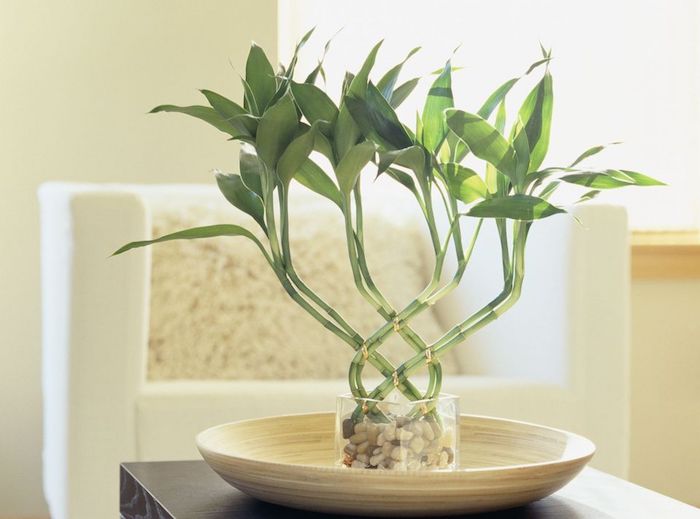 feng shui, weißer sessel, grüne pflanze, steinchen, glasvase, schale, dekoration