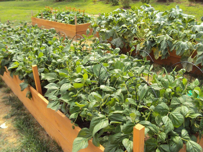 Gurken und Zucchini pflanzen - Hochbeet anlegen mit Draht zu Kletterpflanzen