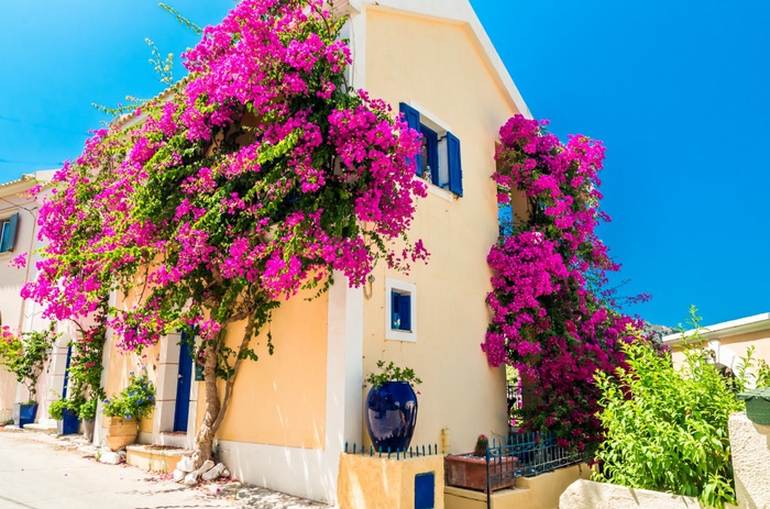 märchenhaftes griechisches Haus, Baum mit vielen violetten Blüten, Blumentöpfe vor dem Gebäude