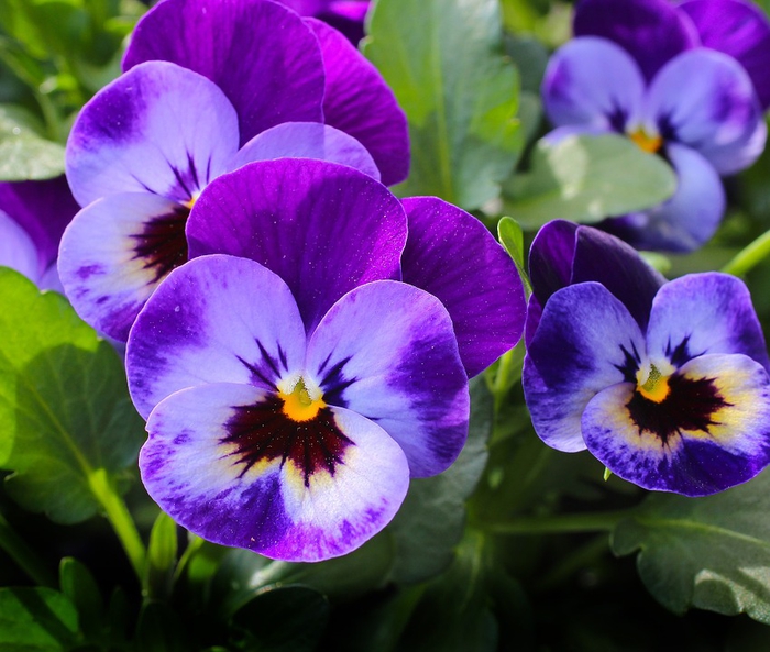 wunderschöne lila Veilchen, tolle Ideen für den Balkon, Bepflanzen und Dekorieren