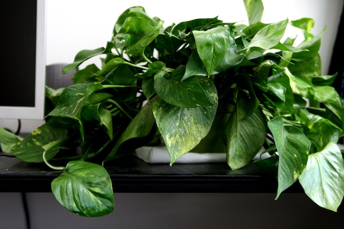 Efeututen auf dem Schreibtisch ganz schön und grün - Zimmerpflanzen für wenig Licht