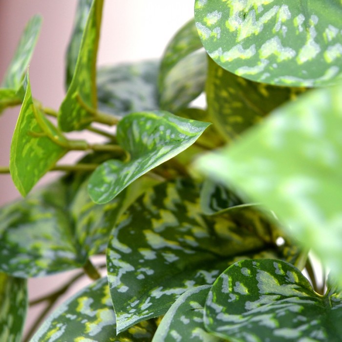 Zimmerpflanzen für wenig Licht - prächtige grüne Blätter mit Flecken in weißer Farbe