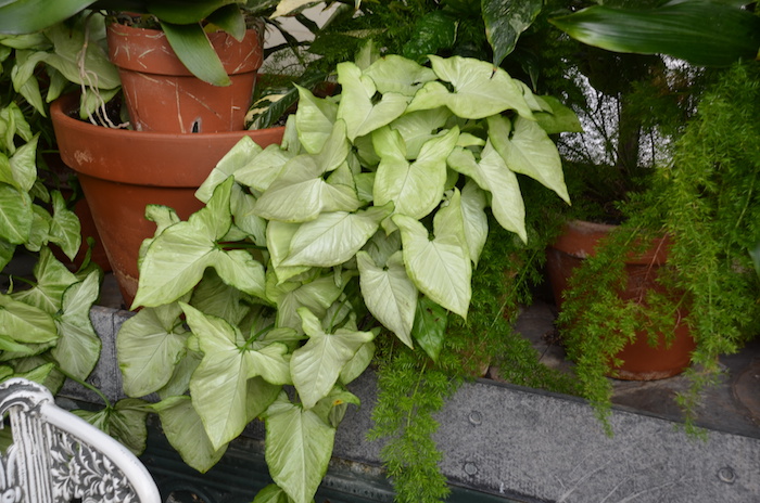 Pflanzen für dunkle Ecken Pfeilblatt als hängende Pflanze ganz schön und hellgrün