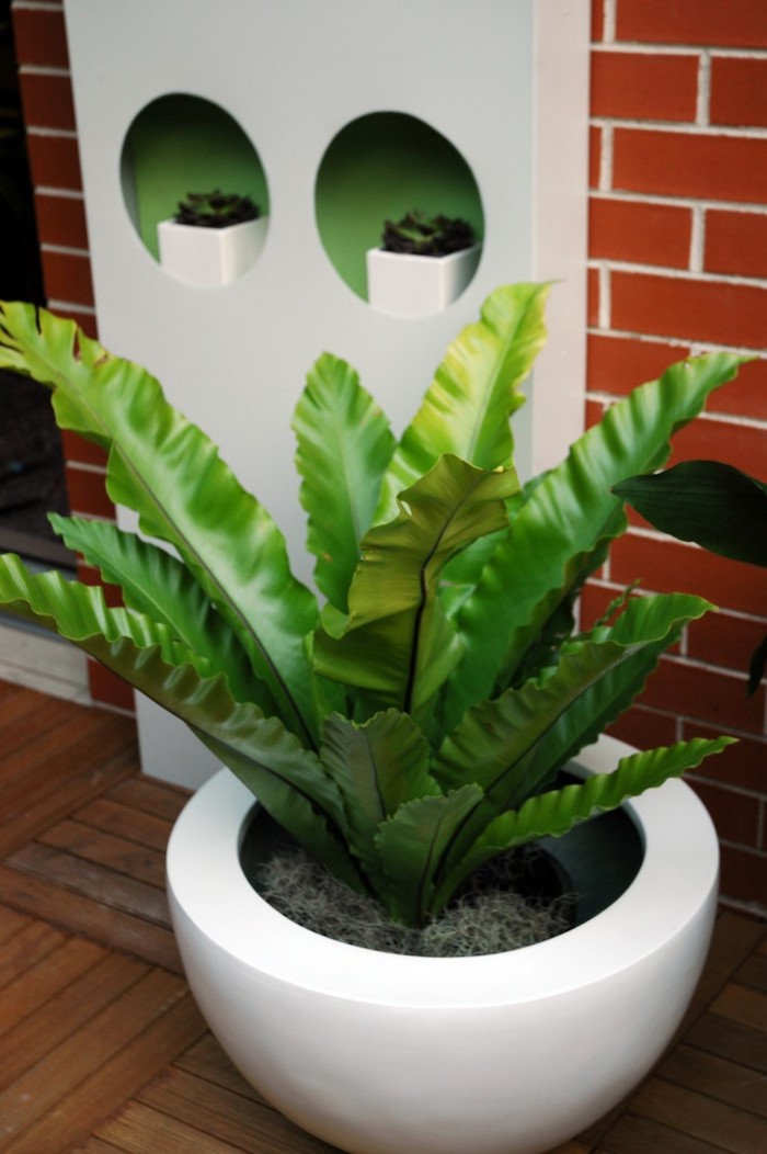 1001 + Ideen für Zimmerpflanzen für wenig Licht