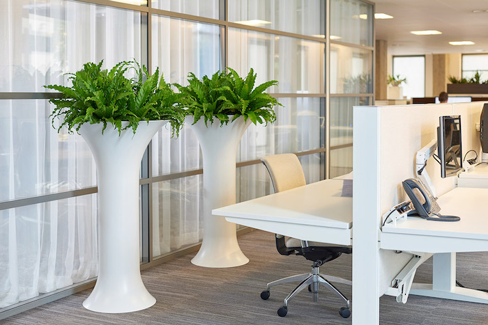 zwei Blumentöpfe voller grüne Pflanzen für dunkle Räume ein modernes Büro