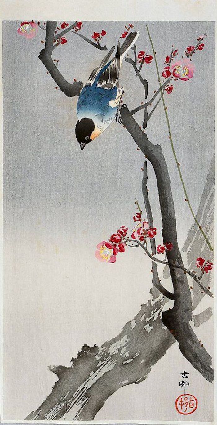 japanische Zeichnung, ein blauer Vogel, Kohlmeise auf einem Kirschbaum