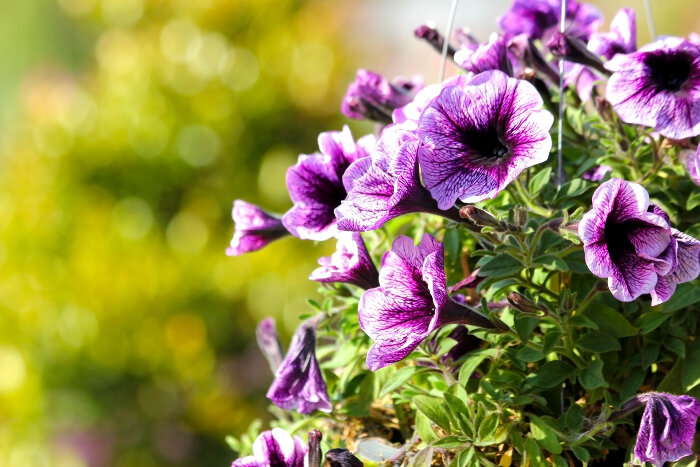 die Terrasse bepflanzen- nützliche Tipps und Ideen, lila Petunien, große Blüten