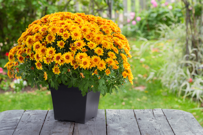 gelbe Chrysantheme, wunderschöne Herbstblumen für Ihren Balkon oder Garten