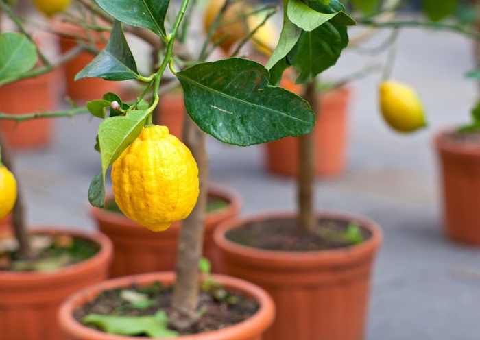 Zitronenbaum auf dem Balkon oder im Garten züchten, tolle Ideen für Balkonbepflanzung
