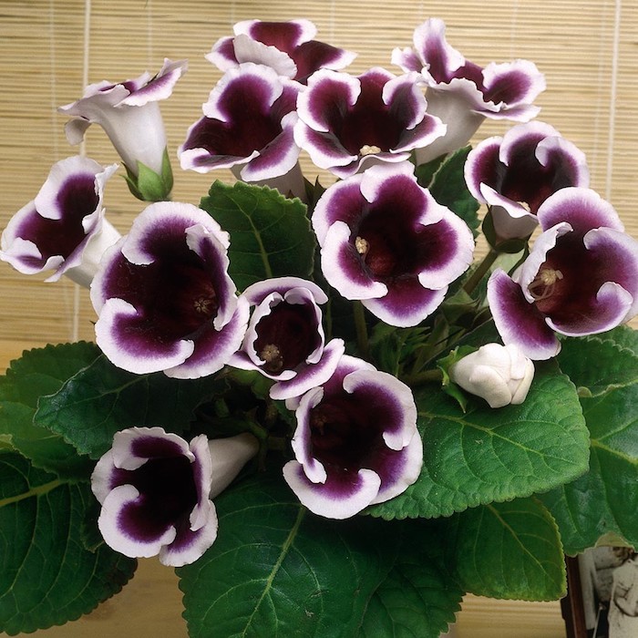 Pflanzen für dunkle Ecken schöne lila Blüten mit Weiß an den Ränder fast geblühte Blüten