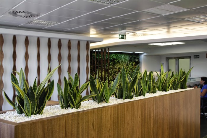 Pflanzen für dunkle Ecken - eine Ecke im Büro von Pflanzen viel Stück Bogenhanf