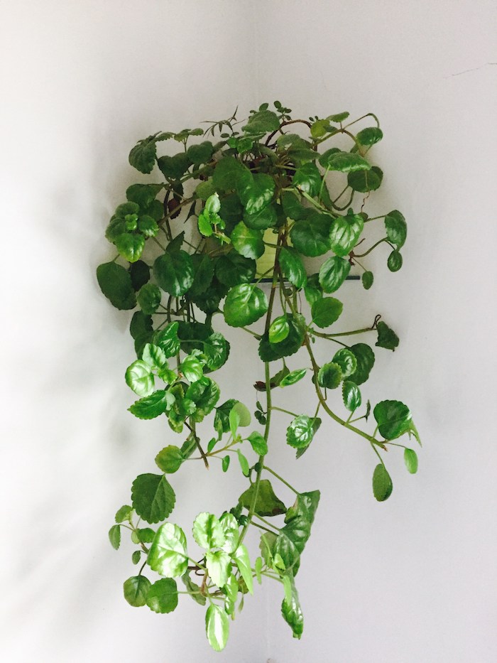 Efeu die beste hängende Pflanze für Ihr Zimmer - Zimmerpflanzen schattig