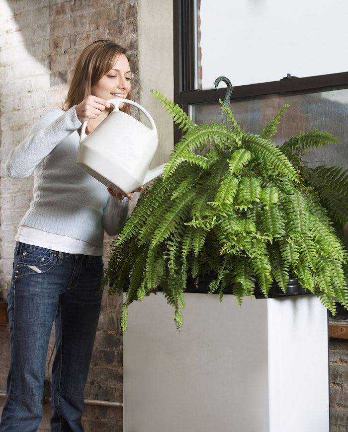 gießen SIe regelmäßig Ihren Farn, sehr große Pflanzen Zimmerpflanzen schattig