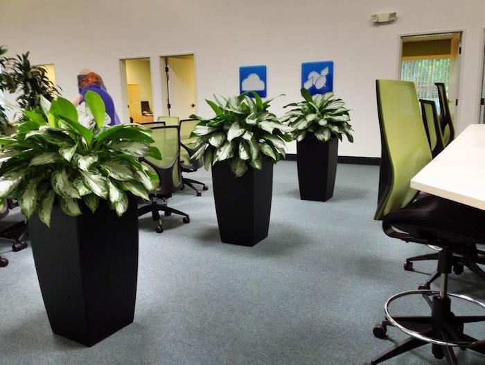 drei Blumentöpfe im Büro mit wenig Licht Zimmerpflanze für dunkle Räume Aglaonema