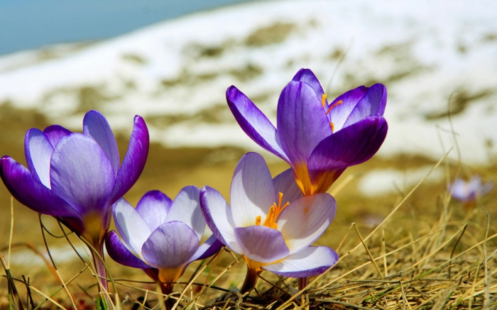 Lila Krokusse, wunderschöne Frühlingsboten. Schnee als Hintergrund, Natur genießen