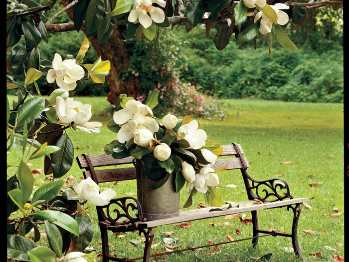 weiße Magnolie, große, schöne Blüten, Blumenstrauss auf Holzbank, Landschaftsbilder und Informationen zum Thema Blumenarten