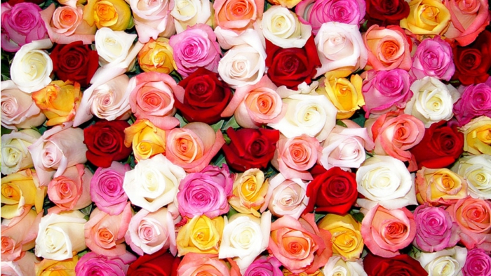 tolles Hintergrundbild mit Rosen, zahlreiche Nuancen, die Königin unter Blumen, Blumenstrauss aus Rosen