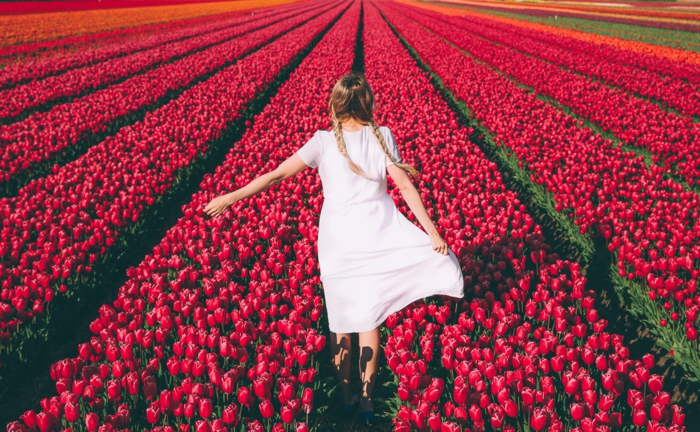 Tulpenfelder in Holland, Mädchen mit weißem Kleid und zwei Zöpfen, zahlreiche, rote Tulpen