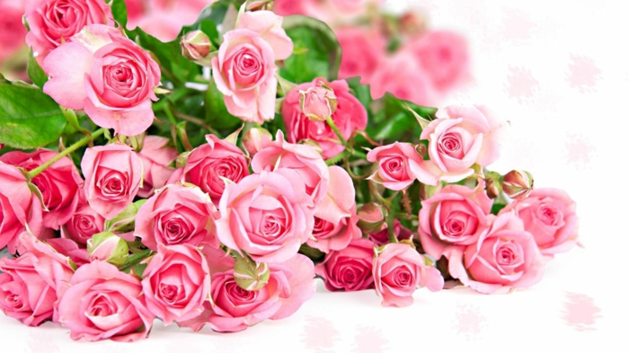 rosafarbene Rosen, wunderschöner Rosenstrauss, Hintergrundsbilder mit Blumen