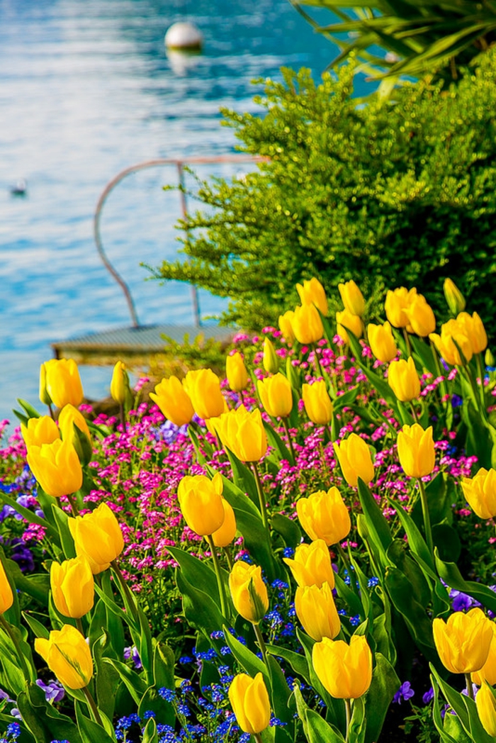 schönes Landschaftsbild, gelbe Tulpen, See im Hintergrund, Bilder und Informationen zum Thema Blumenarten