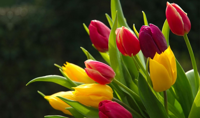 tolles Hintergrundbild für Tulpenliebhaber, Tulpen in verschiedenen Nuancen, gelb, rosa, weinrot