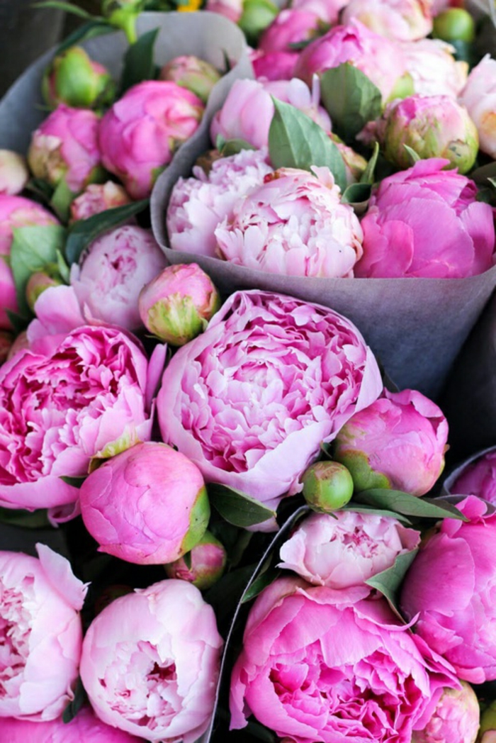 Pfingstrosensträusse, die perfekte Blume für Hochzeitsstrauss, große, rosarbene Blüten