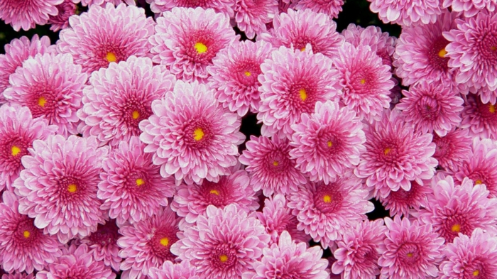 rosafarbene Chrysanthemen, viele Blüten, schöne Herbstblumen, Hintergrundbilder für Blumenliebhaber