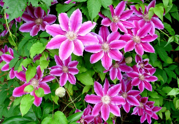 Blumenarten von A bis Z, Clematis richtig pflegen, große, violette Blüten, Bilder und Informationen zum Thema Blumen