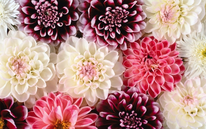 Dahlie- eine der schönsten Herbstblumen, große Blüten in verschiedenen Nuancen, Hintergrundbilder mit Blumen