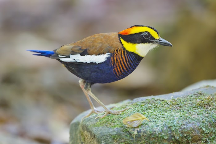 Vogel mit blauen und braunen Federn, gelbem Kopf, orangem Brust