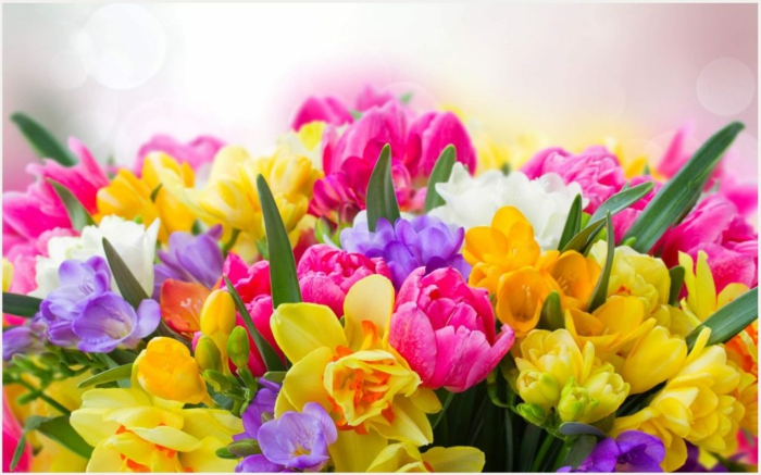 wunderschöne Frühlingsblumen, Tulpen, Freesien und Narzissen in verschiedenen Nuancen